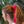 Petit foulard Uni en soie rouge