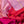 Echarpe Colorblock Rose en soie laine femme