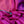 Etole Trio en soie rose bougainvillier femme
