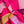 Charger l&#39;image dans la galerie, Echarpe Milleraies en soie laine rose
